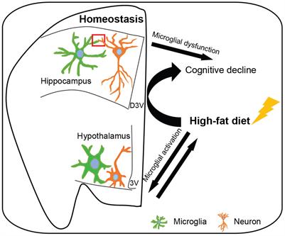 Microglia Regulate Neuronal Circuits in Homeostatic and High-Fat Diet-Induced Inflammatory Conditions